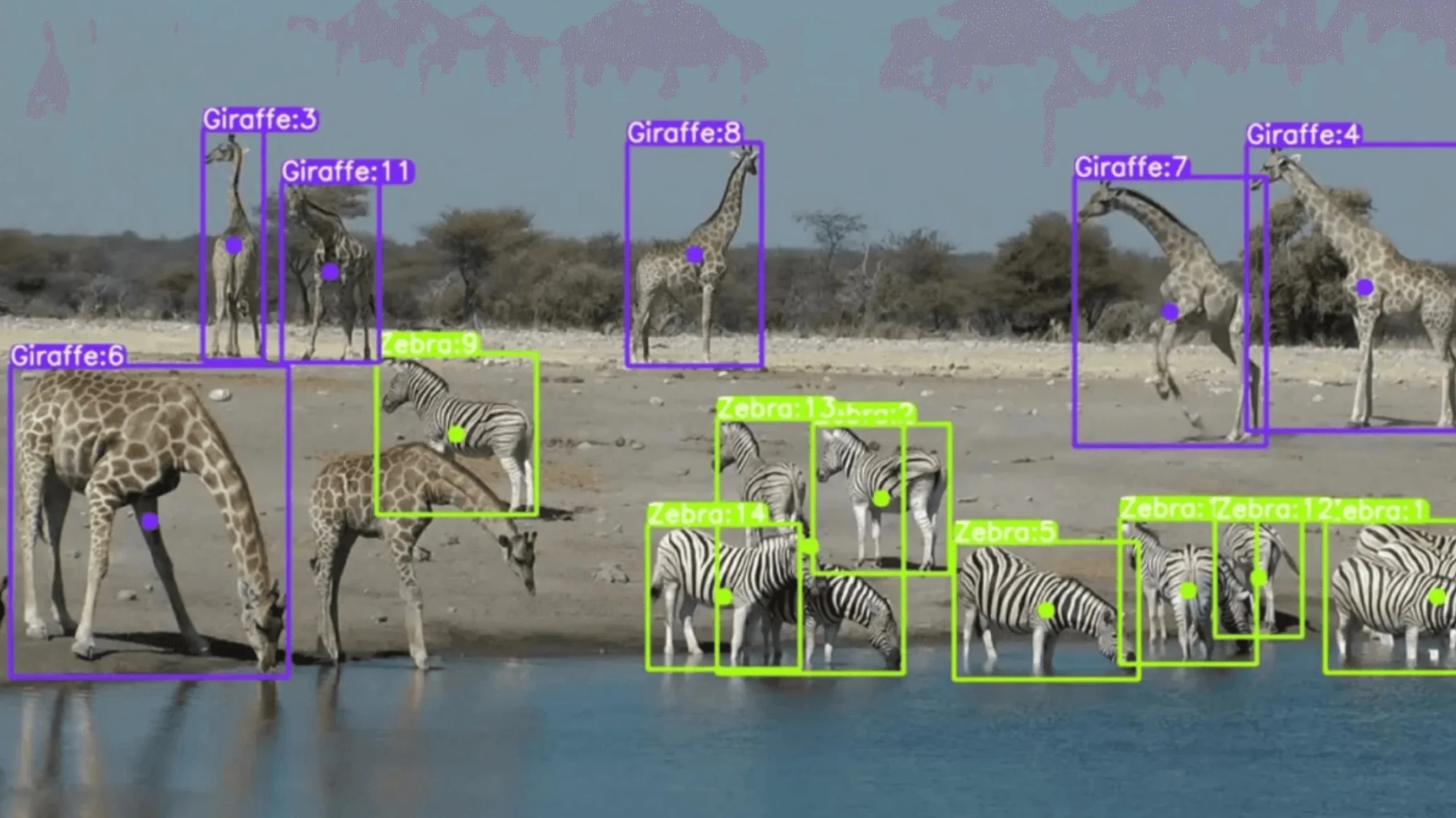 AI and wildlife conservation technology